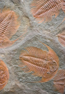 Trilobit