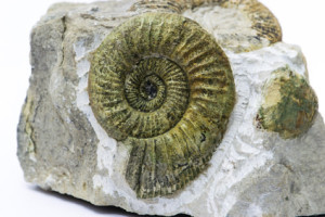 Ammonit